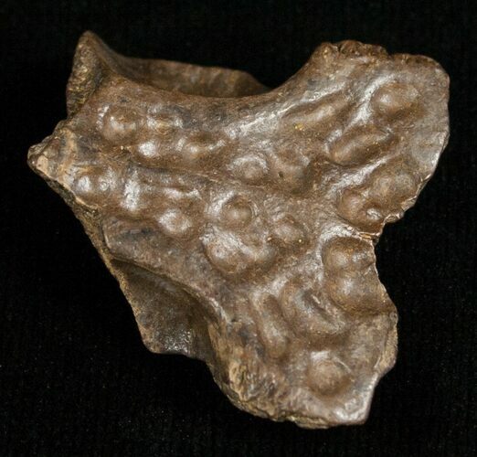 Leidyosuchus Skull Fragment - Cretaceous Crocodilian #5719